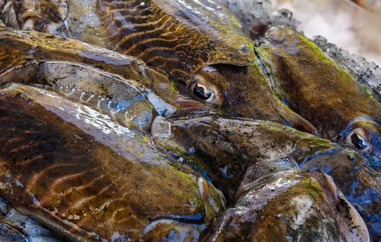 In the picture a group of black cuttlefish fresh Mediterranean sold to the market .