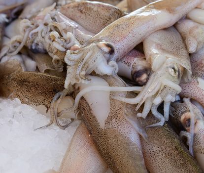 In the picture a set of Patagonian squid defrosted put on ice