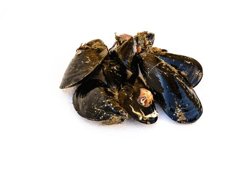 In the picture a set of black mussels still dirty resting on white polystyrene