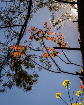 Silhouette branches in spring with red, yellow and green leaf,italian alps.
