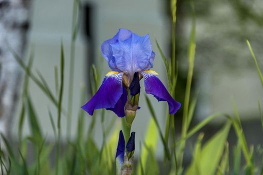 Background of violet iris flower blooming in summer