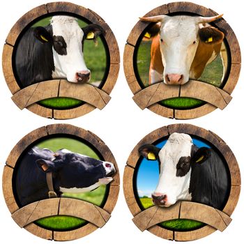 Four wooden round symbols or icons with space for text and heads of cows. Isolated on white background