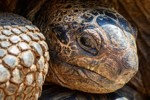 A closeup of a giant turtle ,in prison island Zanzibar,Tanzania.