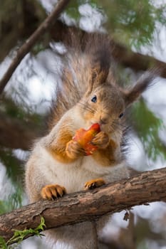 squirrel sits on a tree with a nut.