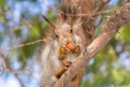 squirrel sits on a tree with a nut.