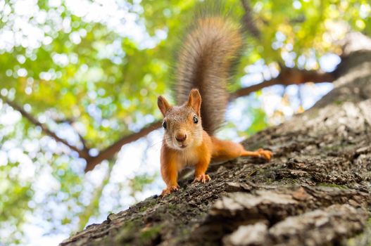 squirrel sits on a tree with a nut.