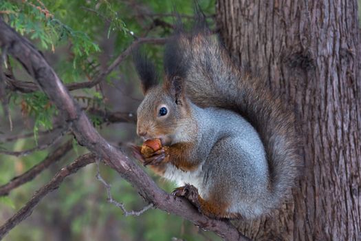 squirrel sits on a tree with a nut.