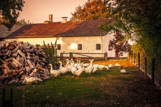 Geese at a idyllic farm house in a countryside