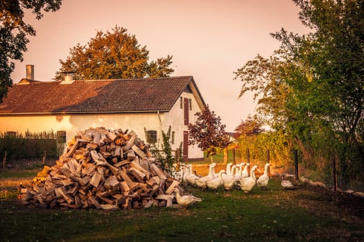 Barnyard with a flock of geese and a woodstack