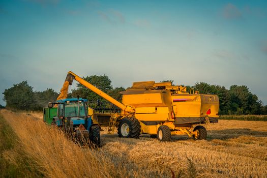 Harvester loading grain on a truck in the late summer