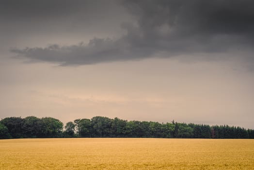 Golden field in dark cloudy weather in late summer