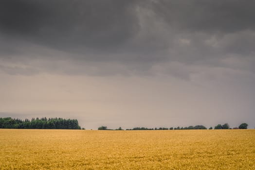 Dark clouds over a golden field in the late summer