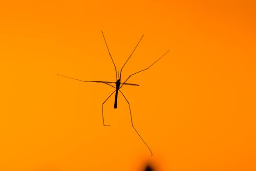Silhouette of a large crane fly on a orange background