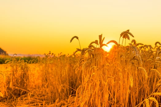 Wheat in the sunrise in the summertime