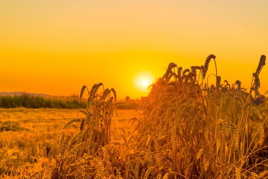Sunrise over crops on a field in the morning