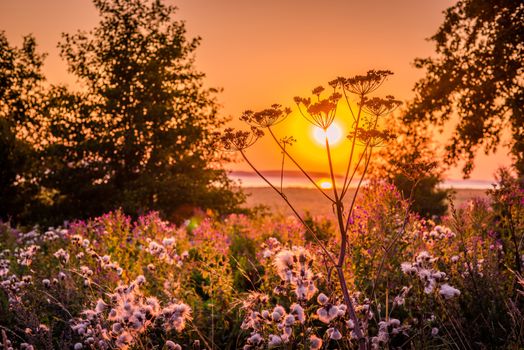 Sunrise over a meadow with many flowers