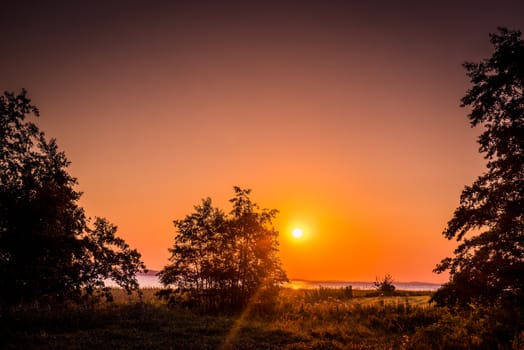 Tree silhouette in a sunrise in the morning