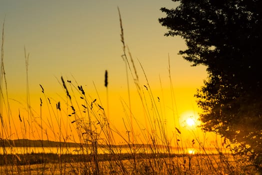 Lake sunrise with grass silhouettes in the morning