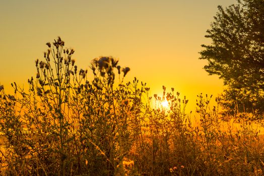 Thistle silhouettes in a beautiful sunrise