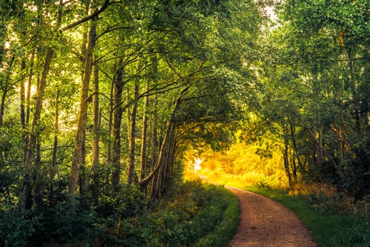 Road in a forest an early morning in the summer
