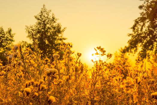 Thistle flowers in a sunrise an early morning