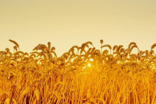 Wheat field in the sunrise an early morning