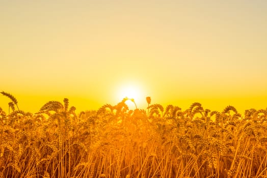 Beautiful morning sunrise over a field with grain
