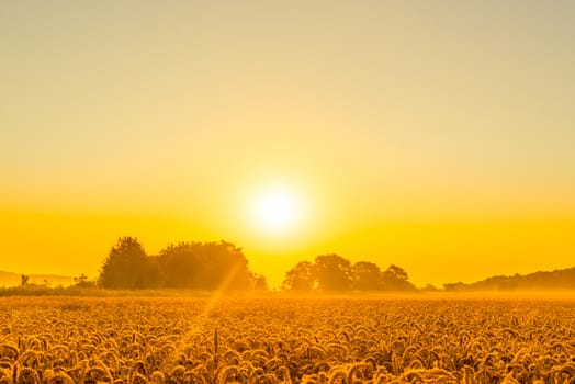 Wheat field in a beautiful sunrise in the summer