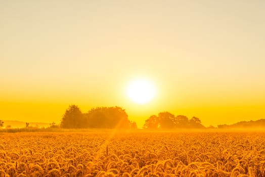 Morning sunshine over a wheat field in the summer