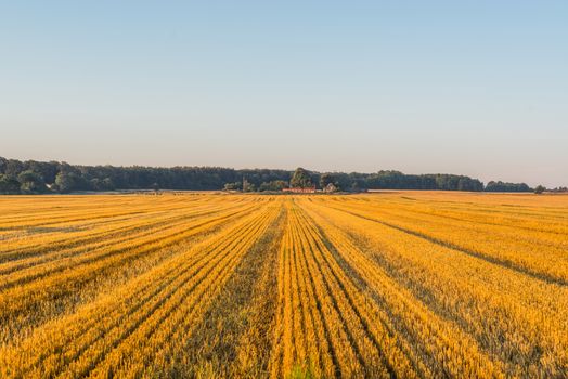 Field at a farm in the late summer