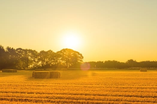 Harvested straw bales in the morning in the late summer