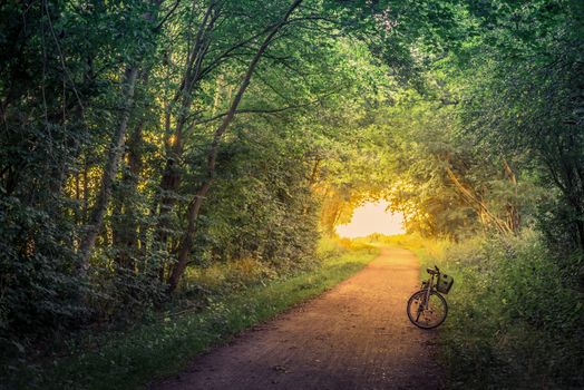 Bike on a forest trail in the morning
