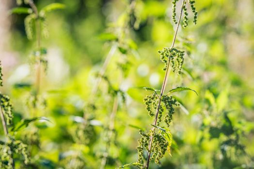 Nettles in wild nature with sunshine