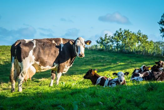 Cows on a green grass meadow in the spring