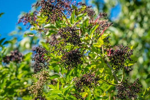 Elderberry tree with black berries in the summer