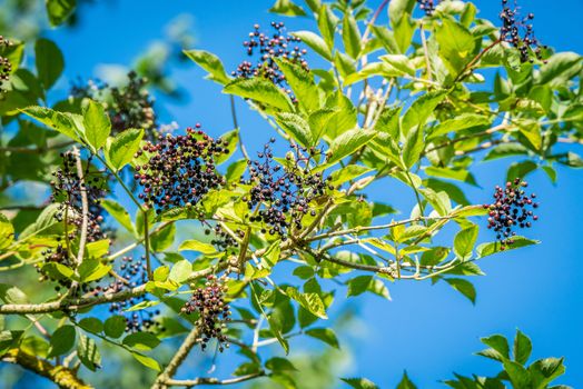 Elderberries on a twig in the nature at summertime