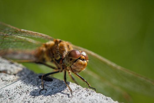 Sympetrum vulgatum dragonfly close-up in the summer