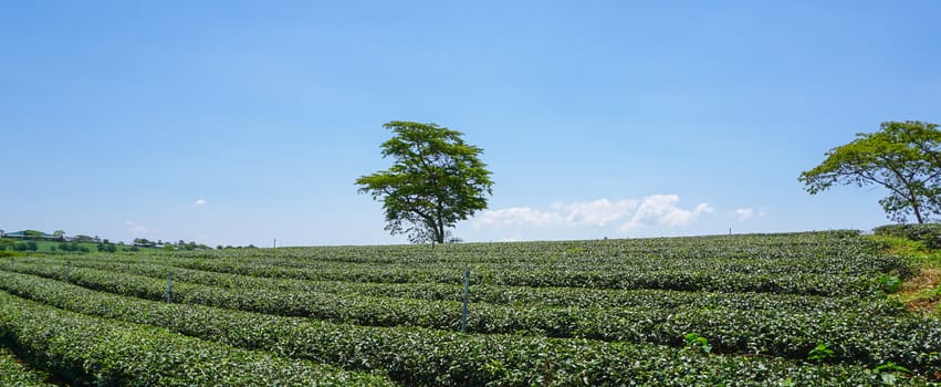 Tea farm at Bao Loc highland, Vietnam. Bao Loc tea hill is the best tea growing areas of Vietnam.
