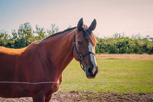 Brown horse on a field behind a fence