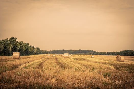 Round bales on a countryside field in the summer