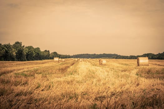 Countryside field with round bales in the summer