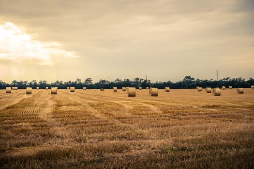 Round bales in a rural scenery in the summer