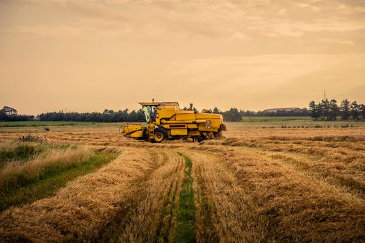 Yellow harvester driving on a field in the summer