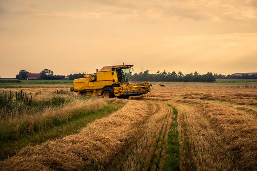 Harvester on a field at a farm in the summer