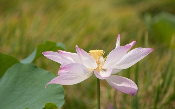 Lotus flower and Lotus flower plants in southern Vietnam.