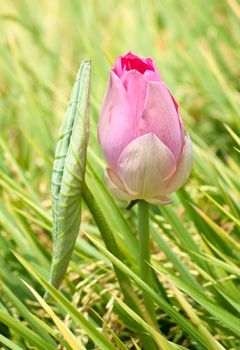 Lotus flower and Lotus flower plants in southern Vietnam.