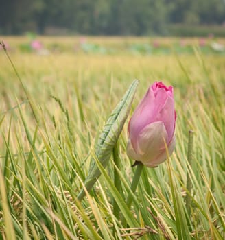 Lotus flower and Lotus flower plants in southern Vietnam.