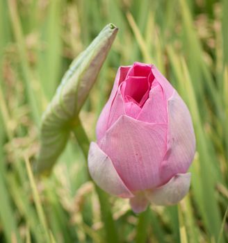 Lotus flower and Lotus flower plants in southern Vietnam.