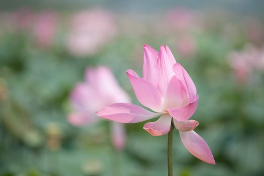 Lotus flower and Lotus flower plants in southern Vietnam.