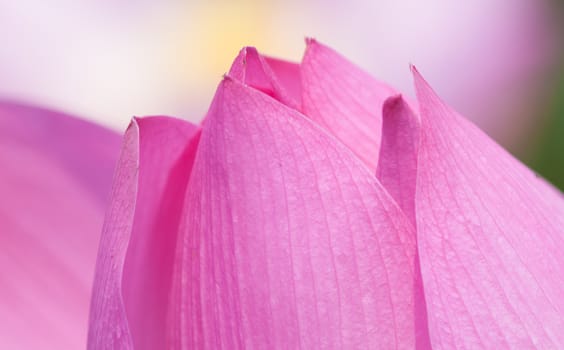 Lotus flower and Lotus flower plants in southern Vietnam.